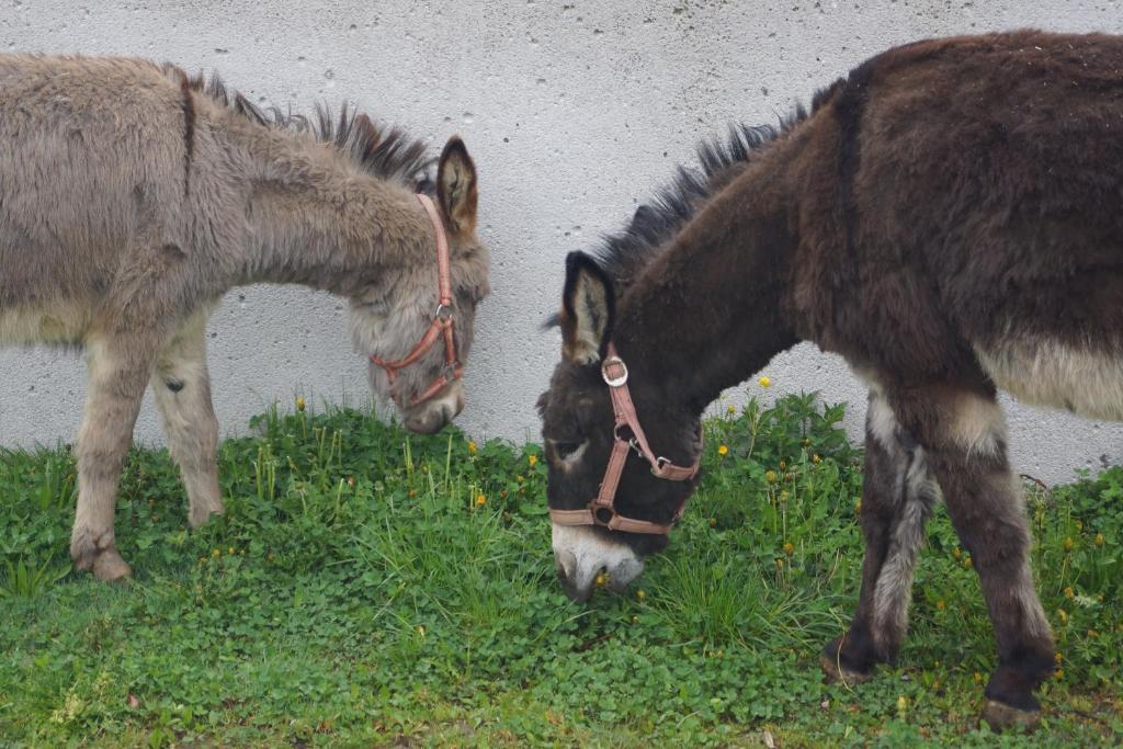 Bio-bauernhof Reiterhof Farm stay Sankt Johann im Pongau